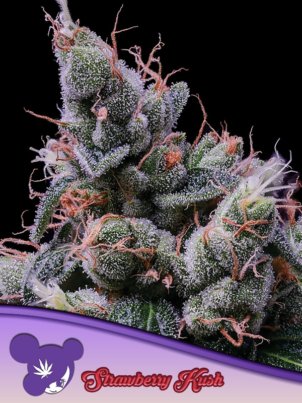 Strawberry Kush Anesia Seeds cannabisfrø skunkfrø