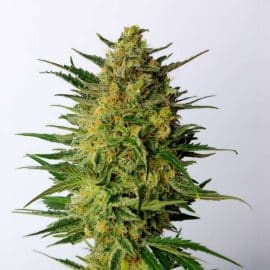 Super AK Kannabia skunkfrø cannabisfrø