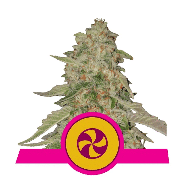 Sweet ZZ Royal Queen Cannabisfrø Skunkfrø