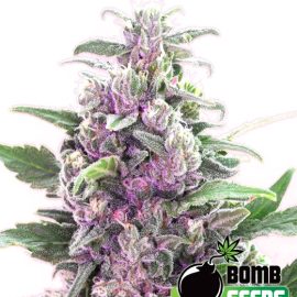 THC-Bomb THC cannabisfrø