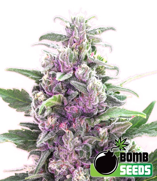 THC-Bomb THC cannabisfrø