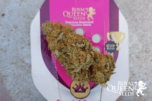 Udendørs cannabisfrø Special Queen 1 Royal Queen Seeds