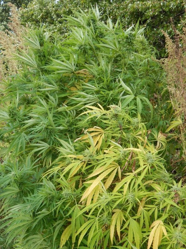 Udendørs skunkfrø Nepal x Viking cannabisfrø Tanska Seed Development