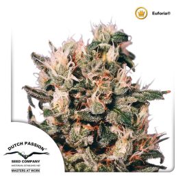cannabisfrø-Euforia-Dutch-Passion