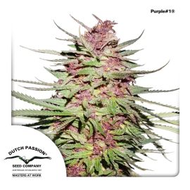 cannabisfrø-Purple1-Dutch-Passion