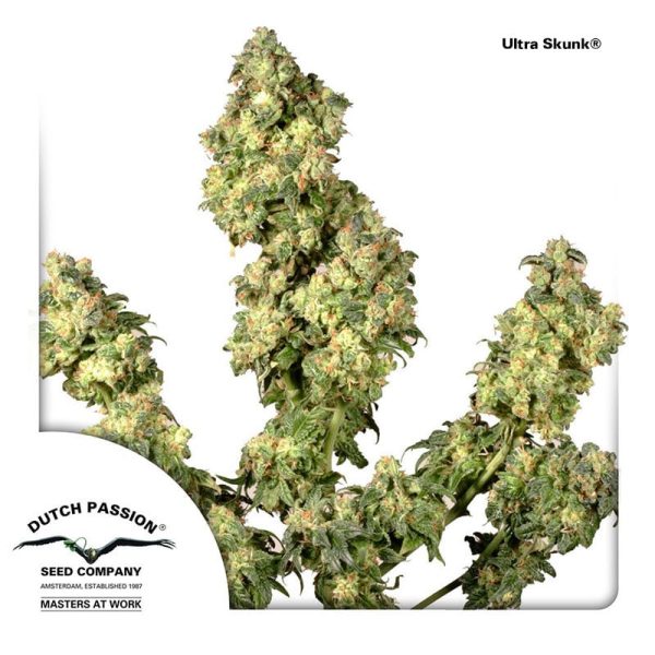 cannabisfrø-Ultra-Skunk-Dutch-Passion
