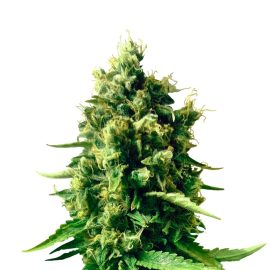 cbd-nordle CBD cannabisfrø