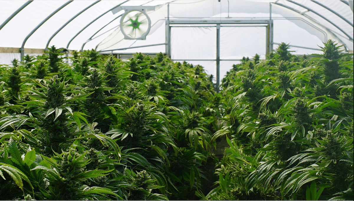 Cannabis dyrkning vejledning guide jord