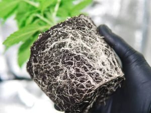 Cannabis godt rodsystem i jord
