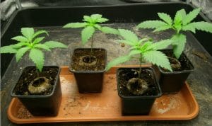 Cannabis opstart af nyspired frøplanter