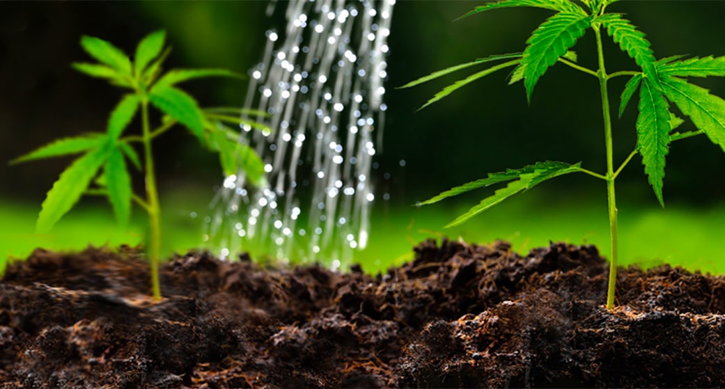 Cannabisplante vanding i jord