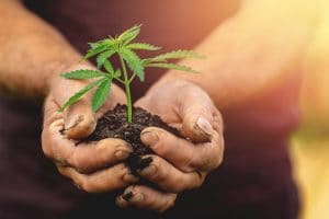 Guide-vejledning-Cannabis-dyrkning-i-jord