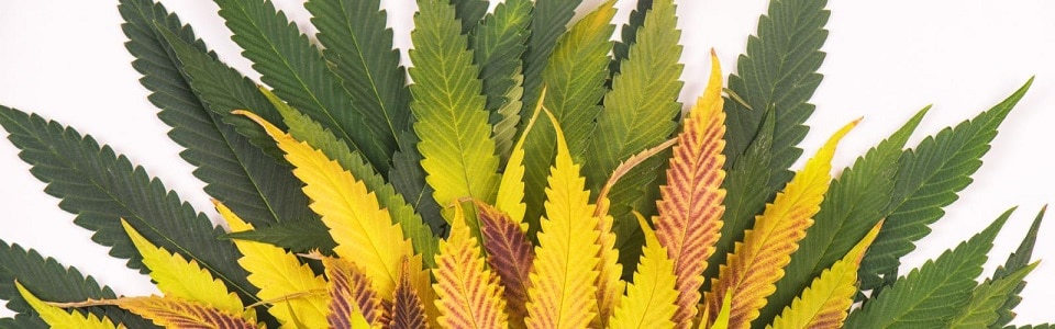 cannabis gule blade dyrkning i jord guide