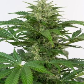 Nordland CBD 1-1 Auto cannabisfrø medicinske CBD frø