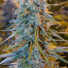 Blue Dream Nordland Seeds cannabisfrø skunkfrø