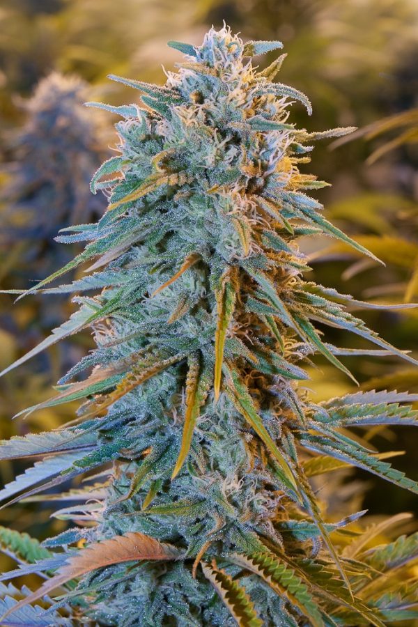 Blue Dream Nordland Seeds cannabisfrø skunkfrø
