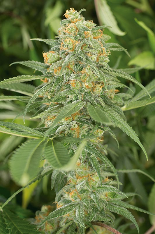Green Crack Nordland Seeds cannabisfrø skunkfrø