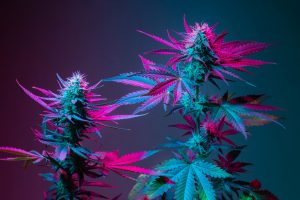 Forskel på Indica og Sativa cannabisplanter