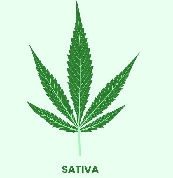 Sativa vs. Indica