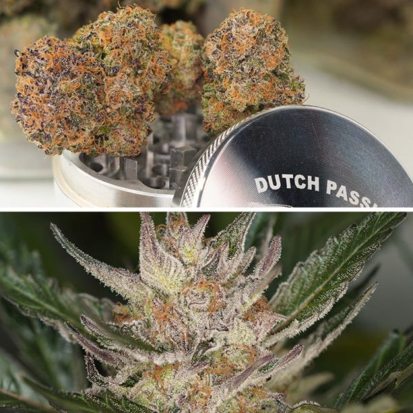 Auto Trichome and Cream Dutch Passion cannabisfrø