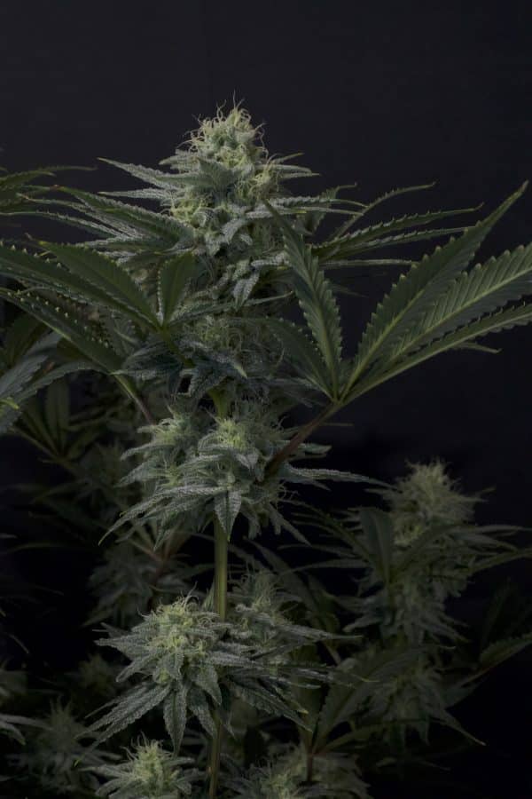 GG4 Sherbet FF Fast Buds cannabisfrø