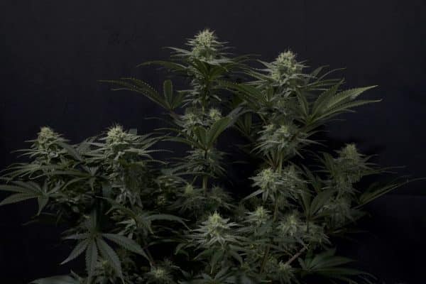 GG4 Sherbet FF Fast Buds cannabisfrø