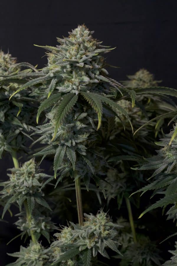 Gorilla Cookies FF Fast Buds cannabisfrø