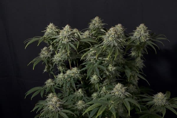 Gorilla Cookies FF Fast Buds cannabisfrø