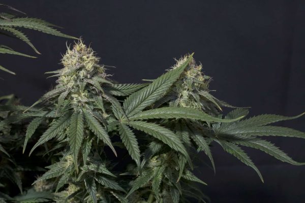 Tropicana Cookies FF Fast Buds cannabisfrø