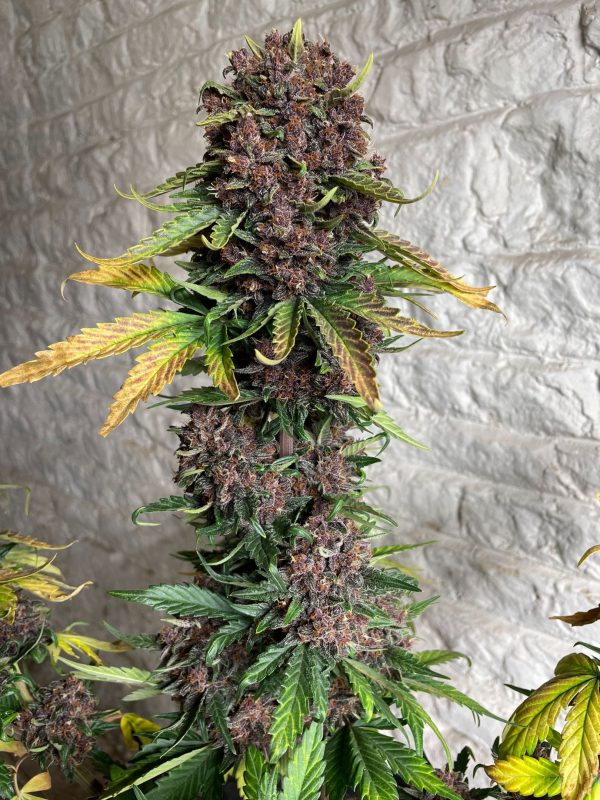 Purple Punch Auto cannabisfrø Nordland Seeds