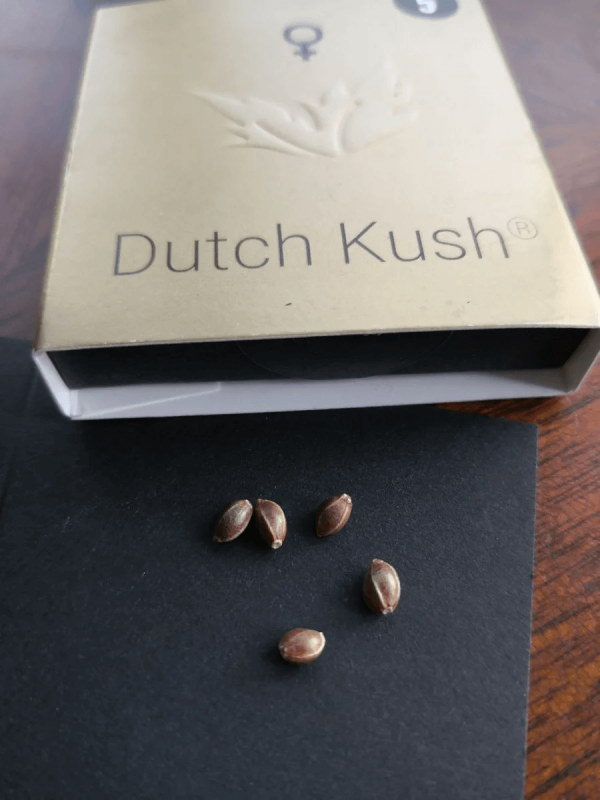 Dutch Kush Paradise Seeds