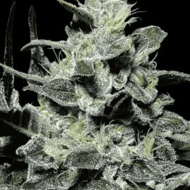 Nebula Paradise Seeds cannabis seeds