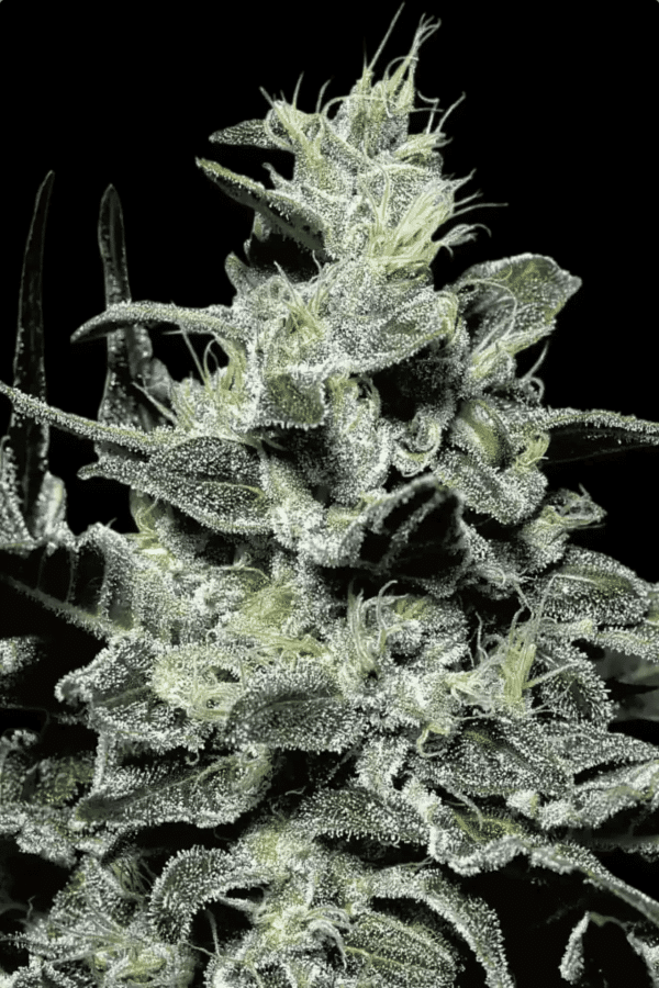 Nebula Paradise Seeds cannabis seeds
