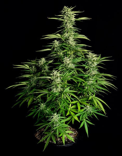 Orion F1 Royal Queen Seeds