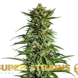 7th Wave Super Strains cannabisfrø