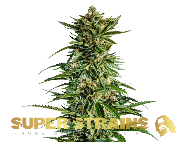 7th Wave Super Strains cannabisfrø