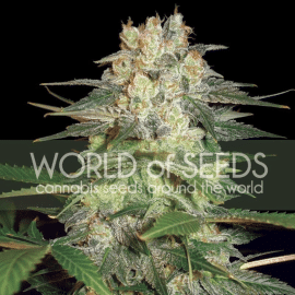 Afghan Kush Ryder World of Seeds cannabisfrø
