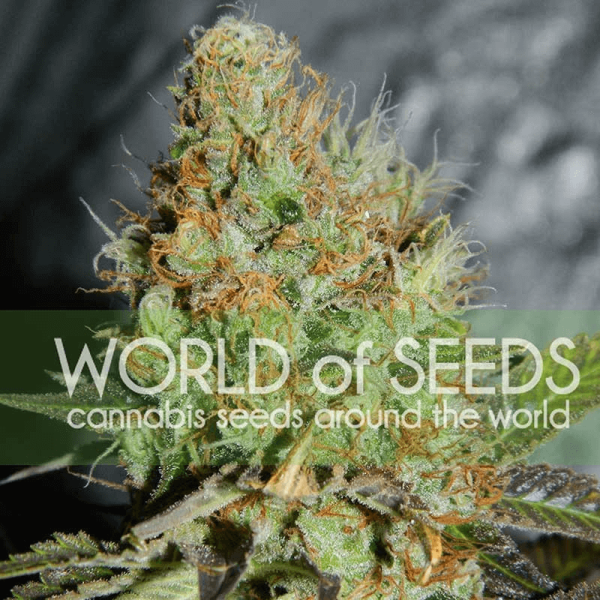 Afghan Kush Special World of Seeds cannabisfrø