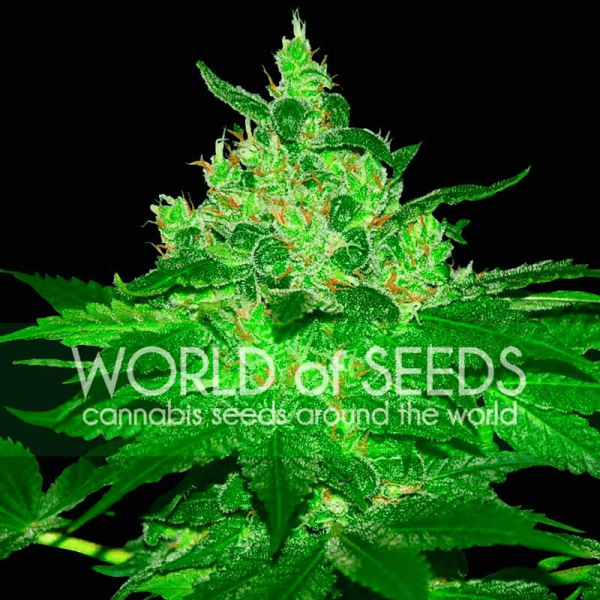 Afghan Kush World of Seeds cannabisfrø