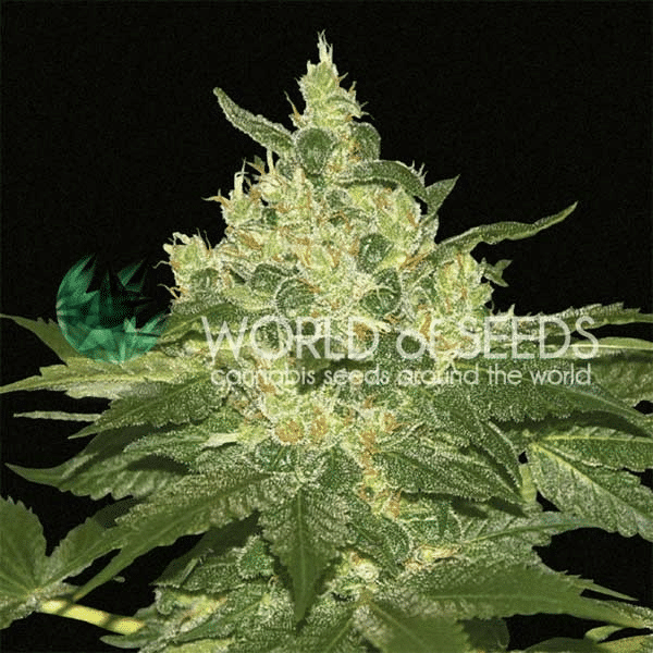 Afghan Kush World of Seeds cannabisfrø