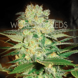 Afghan Kush x White Widow World of Seeds cannabisfrø