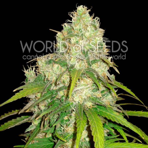 Afghan Kush x Yumbolt World of Seeds cannabisfrø