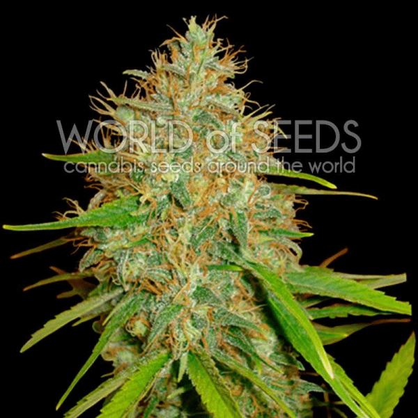 Afghan x Skunk World of Seeds cannabisfrø