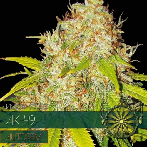 AK-49 Auto Vision Seeds cannabisfrø