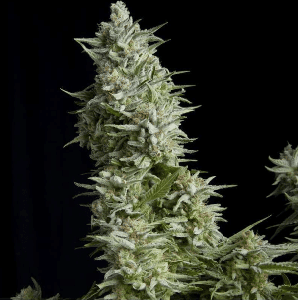 Alpujarreña Pyramid Seeds cannabisfrø