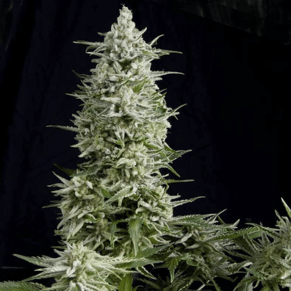 Amnesia Gold Pyramid Seeds cannabisfrø