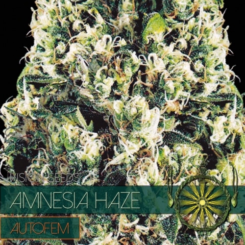 Amnesia Haze Auto Vision Seeds cannabisfrø