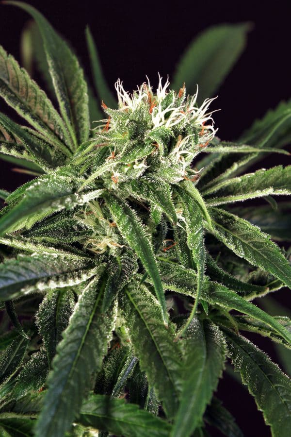 Amnesia Nr. 7 Exotic Seed cannabisfrø