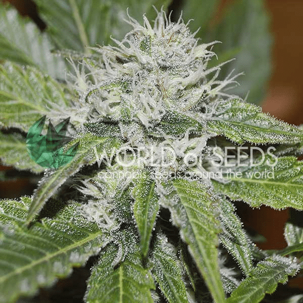 Amnesia Ryder World of Seeds cannabisfrø
