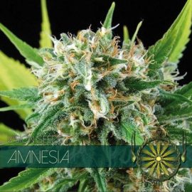 Amnesia Vision Seeds cannabisfrø